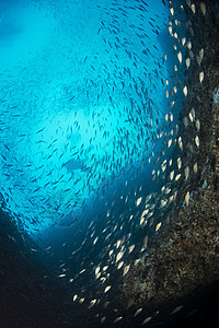 不同生物从当地珊瑚礁收集入侵狮子鱼图片