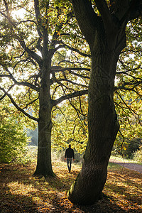 英国伦敦秋天在埃平森林漫步的男人的后视图图片