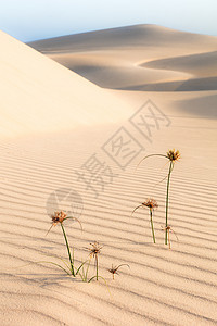 沙漠里长出的花朵图片