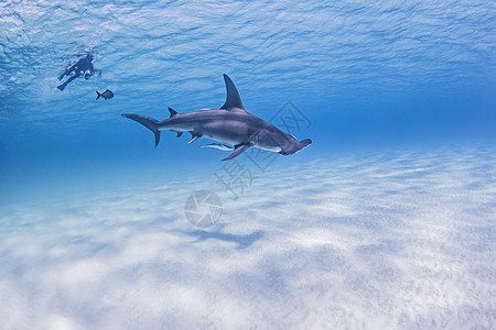 大锤头鲨鱼水下风景图片