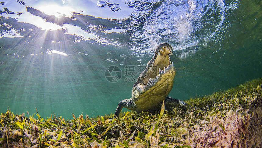 水下鳄鱼图片