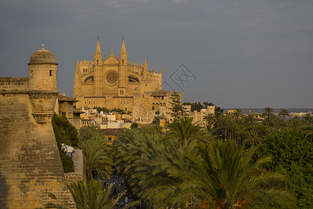 西班牙LaSeu大教堂和棕榈树的景象图片