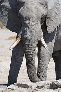 博茨瓦纳乔贝公园萨武提沼泽的非洲大象图片