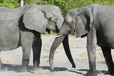 非洲大草原的大象背景图片