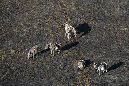 非洲大草原的斑马群图片