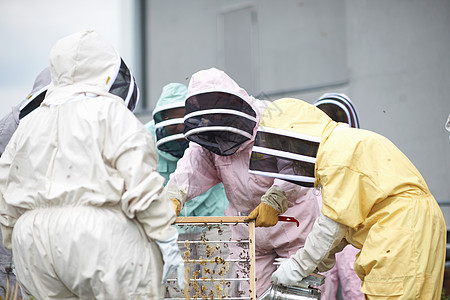 检查蜂巢的养蜂人图片