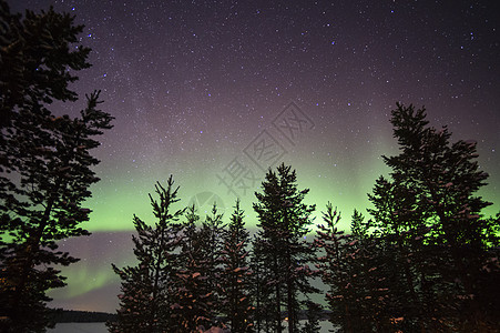 瑞典拉普兰森林的北极光图片