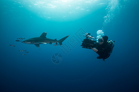 引航鱼水下风景埃及兄弟岛水下观游的Scuba潜水员游图片