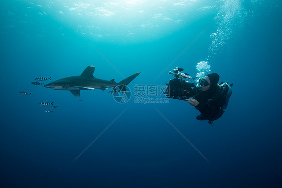 引航鱼水下风景埃及兄弟岛水下观游的Scuba潜水员游图片