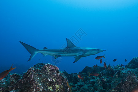 墨西哥科里马圣本尼迪克托罕见地发现患病的黑鳍鲨图片
