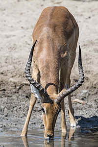卡拉哈里博茨瓦纳非洲喝水的黑斑羚图片