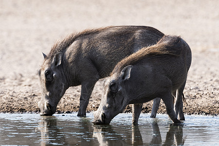 博茨瓦纳卡拉哈里两只野猪图片