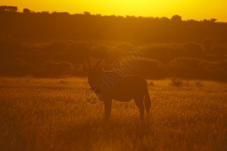 博茨瓦纳卡拉哈里中部狩猎保护区的瞪羚图片