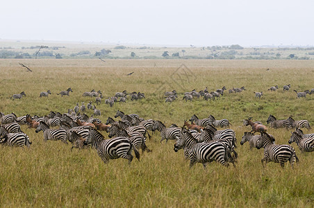肯尼亚保留地一群斑马移徙图片
