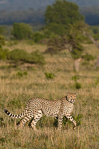 肯尼亚猎豹背景图片