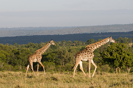 肯尼亚长颈鹿
图片