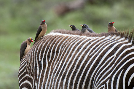 肯尼亚桑布鲁公园格雷维斑马背上的红嘴啄牛鸟图片