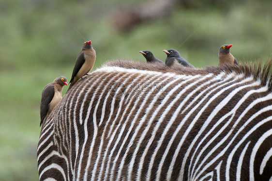 肯尼亚桑布鲁公园格雷维斑马背上的红嘴啄牛鸟图片