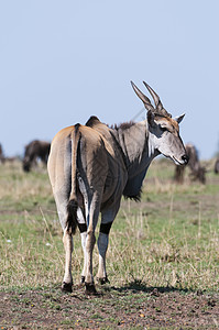 ElandTaurotagrusoryx后视MaasaiMara后备队裂谷肯尼亚非洲图片