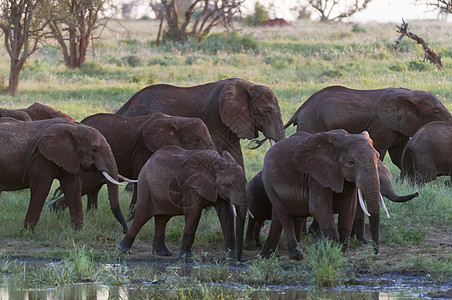 大象Loxodontaafriana肯尼亚TsavoLualenyyi狩猎保护区图片