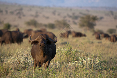 非洲水牛Synenceruscaffer肯尼亚TsavoLualenyi野生动物保护区图片