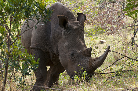 肯尼亚马赛马拉白犀牛图片