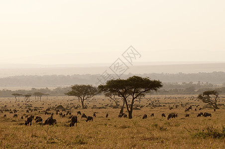WildebeestConnochaetestaurinus肯尼亚马赛拉背景图片