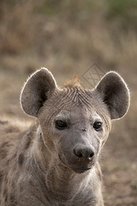 肯尼亚MasaiMara肯尼亚SpottedHyenaCrocutacrocutacrocuta背景图片