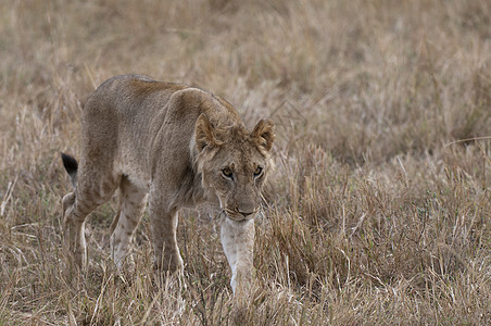亚成人狮子Pantheraleo肯尼亚MasaiMara图片