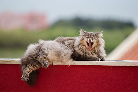 打哈欠的挪威森林猫图片