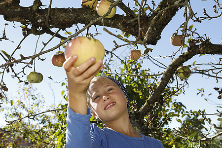 树上的苹果从树上摘苹果的年轻女孩背景