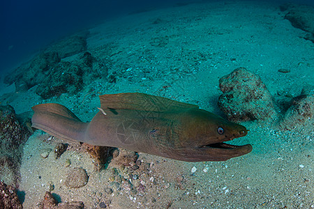 海洋鳗鱼图片