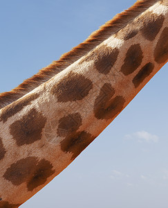 长颈鹿的脖子图片