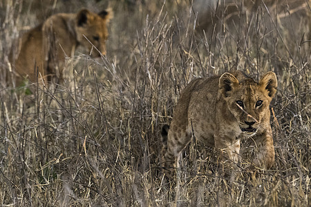 长草中的狮子PantheraLeo肯尼亚Tsavo肯尼亚非洲图片