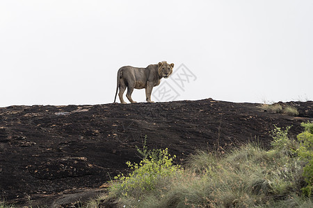 肯尼亚察沃卢阿伦伊保护区内一头短鬃毛雄狮图片