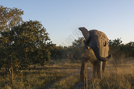 莫雷米禁猎区的非洲大象图片