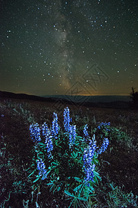 夜空中银河下的羽扇豆加拿大不列颠哥伦比亚省彭蒂克顿市镍板省级公园图片