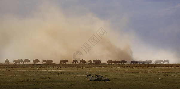非洲大草原牛群图片