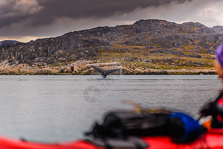 鲸鱼在海上潜水的尾巴格陵兰韦斯哥伦纳萨克图片