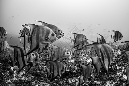 大西洋黑鲷鱼群图片