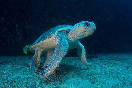 墨西哥昆塔纳罗岛穆杰雷斯岛大型红海龟图片