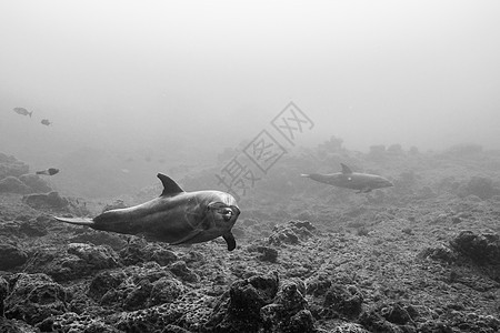 墨西哥科利马岩石底地附近游泳的波特诺斯海豚图片