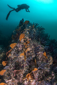 墨西哥哈利斯科巴亚尔塔港哈利斯科珊瑚礁上潜水的人图片