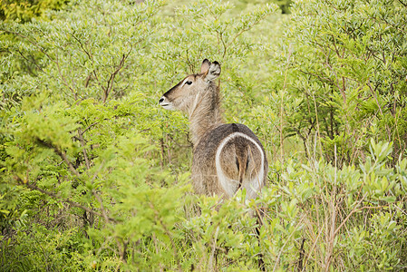 南非克鲁格公园的羚羊图片