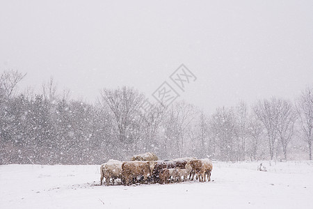 雪暴期间牛羊群聚集在田野图片