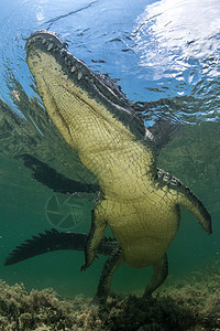 美国墨西哥的鳄鱼图片
