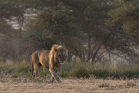 一只雄狮子PantheraLeo恩杜图坦桑尼亚塞伦盖蒂Ngorongoro保护区图片