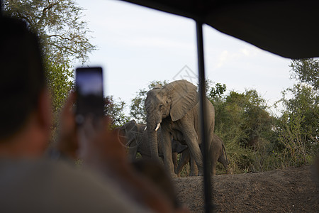 赞比亚西大象摄影旅游社图片
