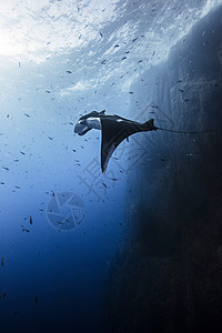墨西哥下加利福尼亚州索科罗苏巨型海洋曼陀螺射线图片