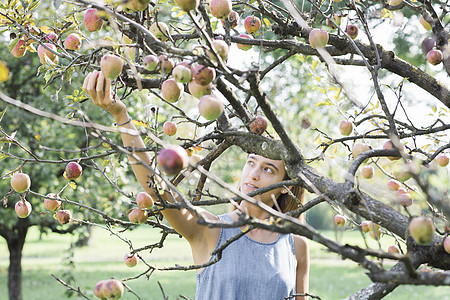 树上的苹果从树上摘苹果的妇女背景